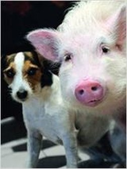 Animalement vôtres (TV) (2012)